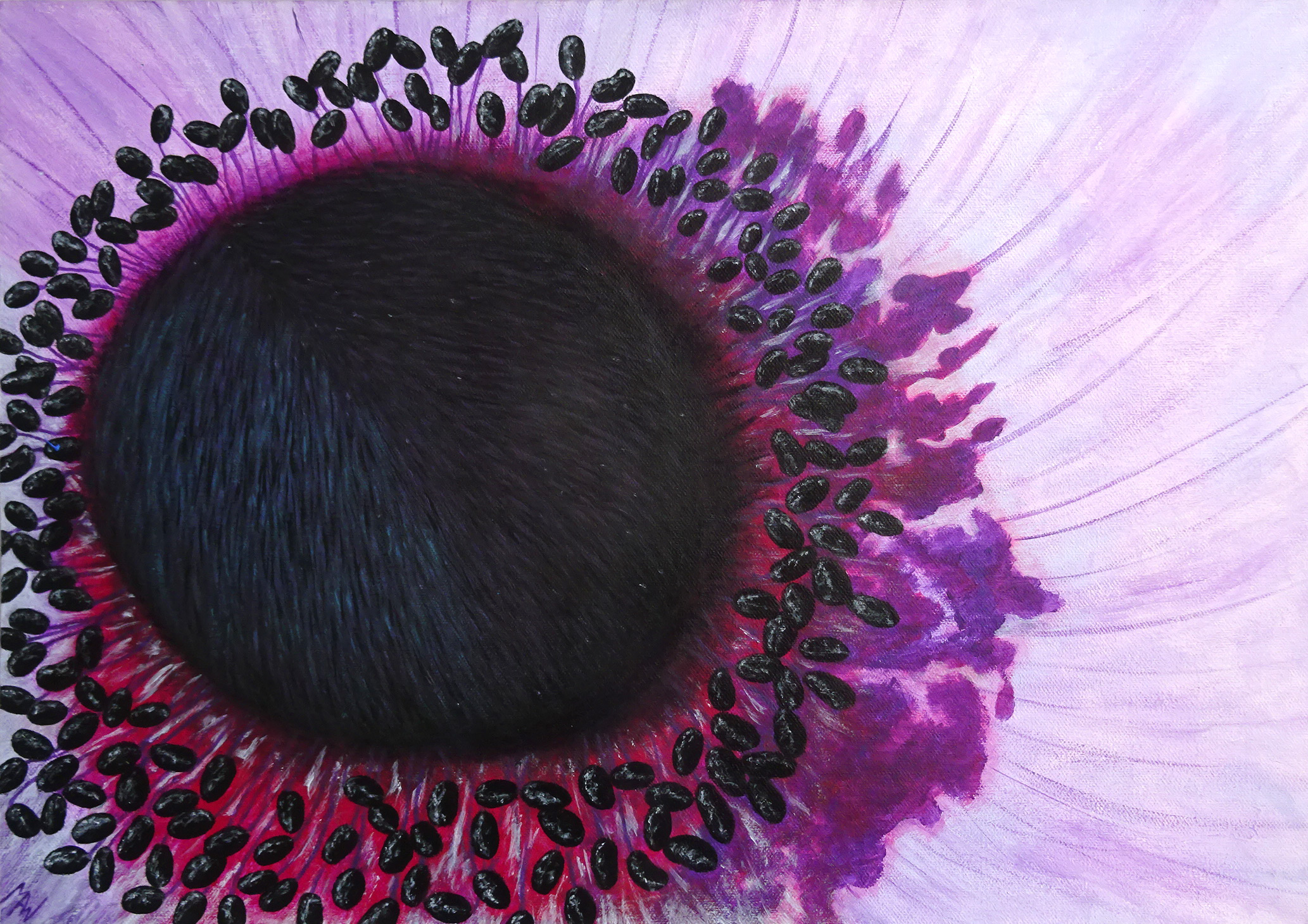 Anemone