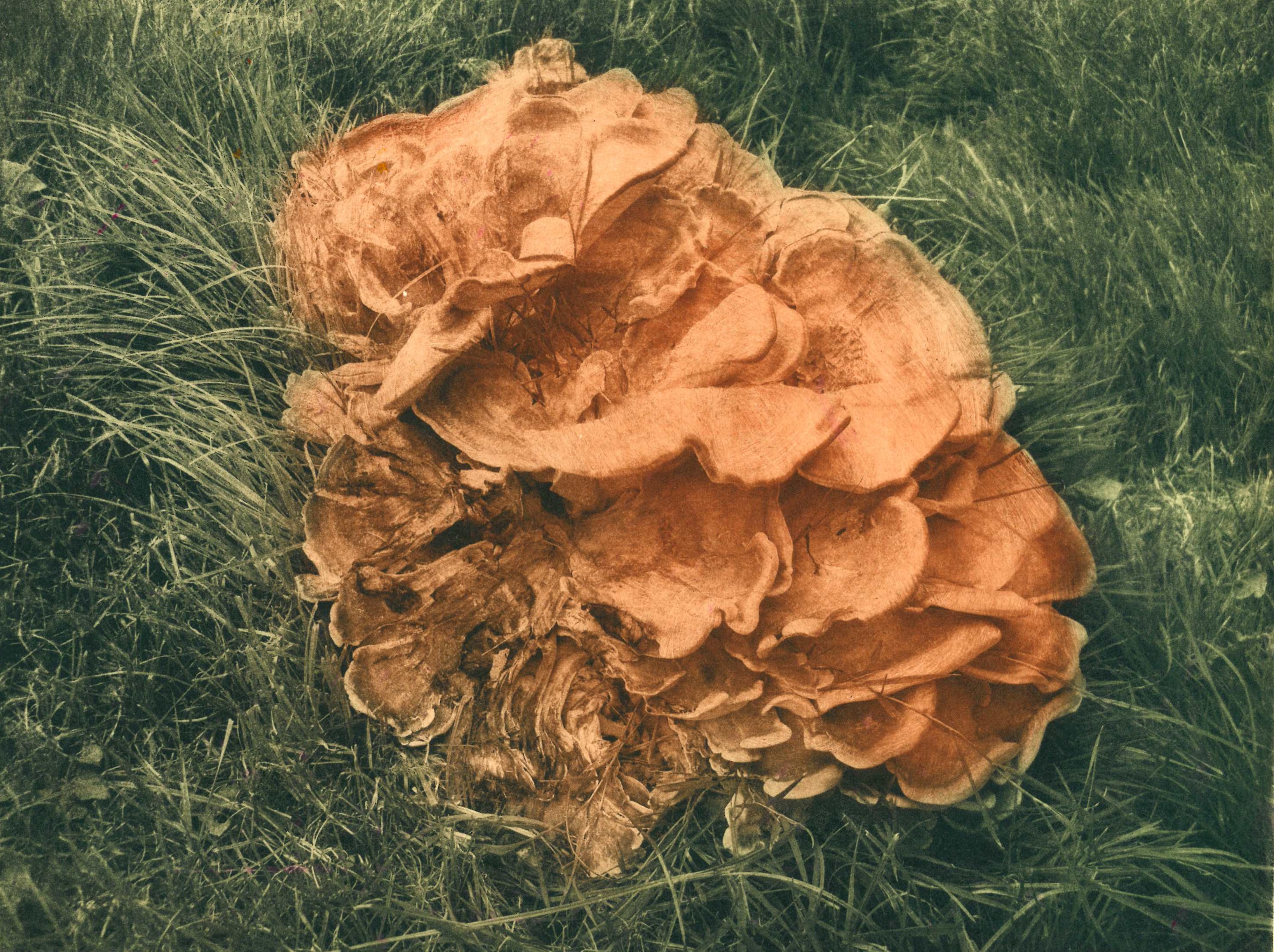 Photograph of Fungus