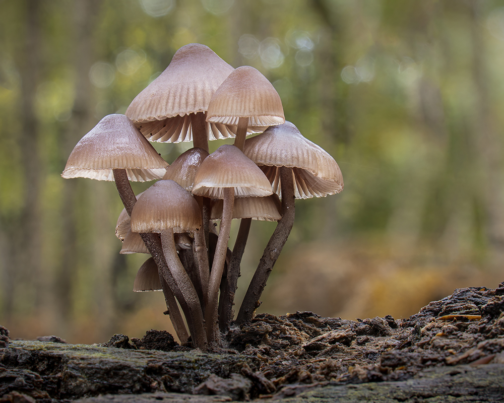 Clustered Bonnet Fungi by Les Cornwell