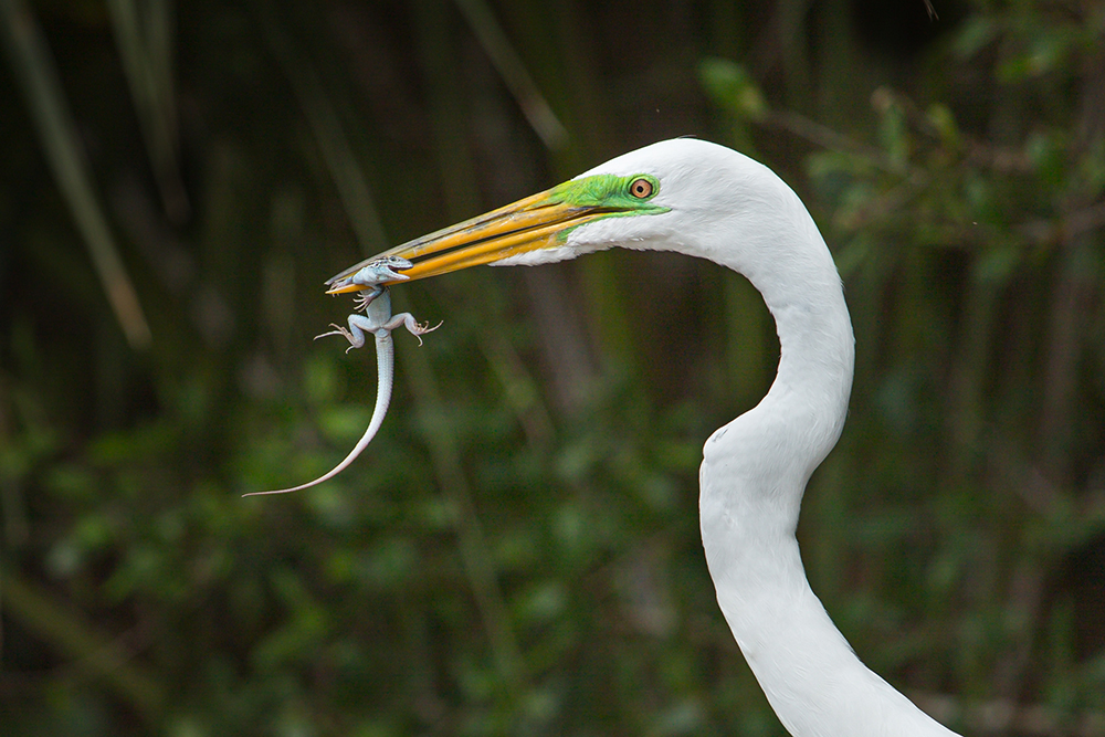 Lizard for Lunch by Patrick Hudgell