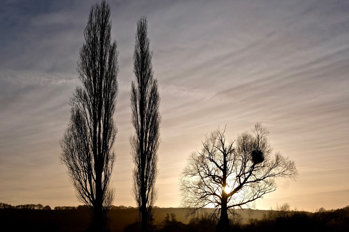 Sunset photograph with tree silhouettes