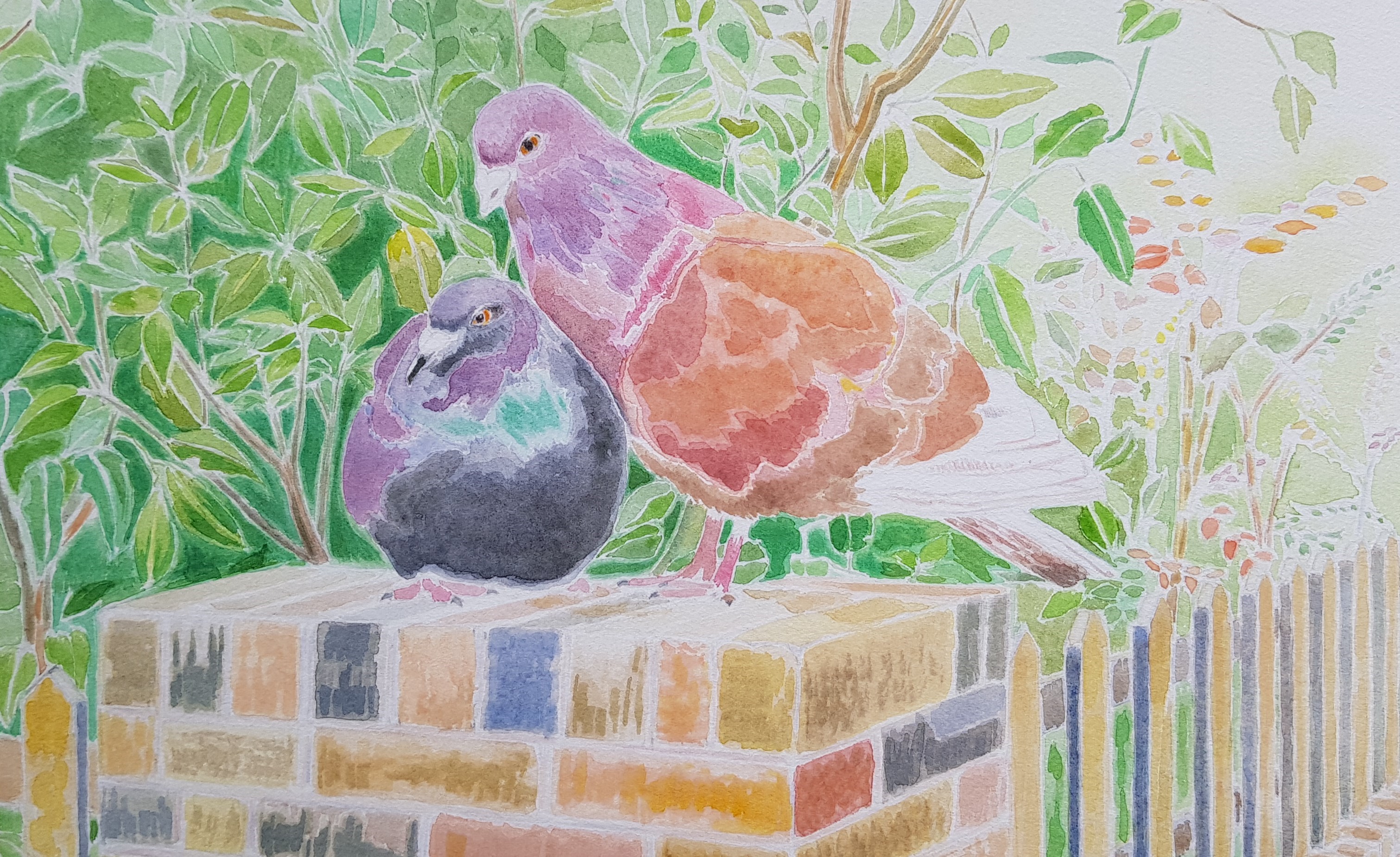 Watercolour of a pigeon sat on a brick wall