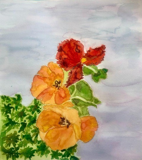 Poppies