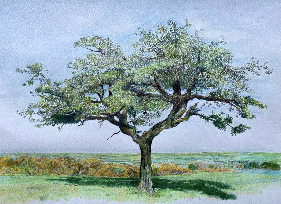 Hexham Tree by Mark Maier