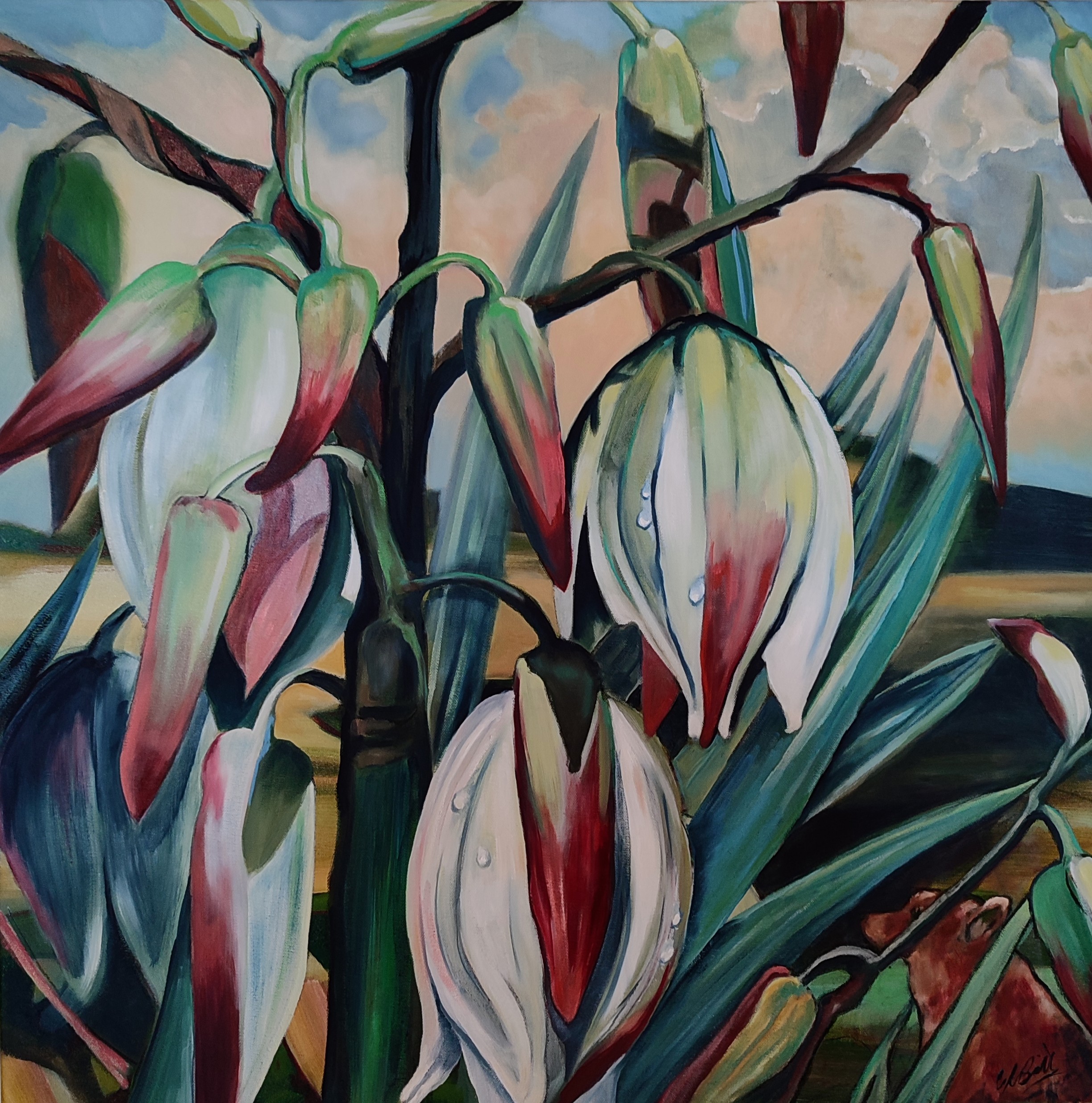 Yucca in my garden