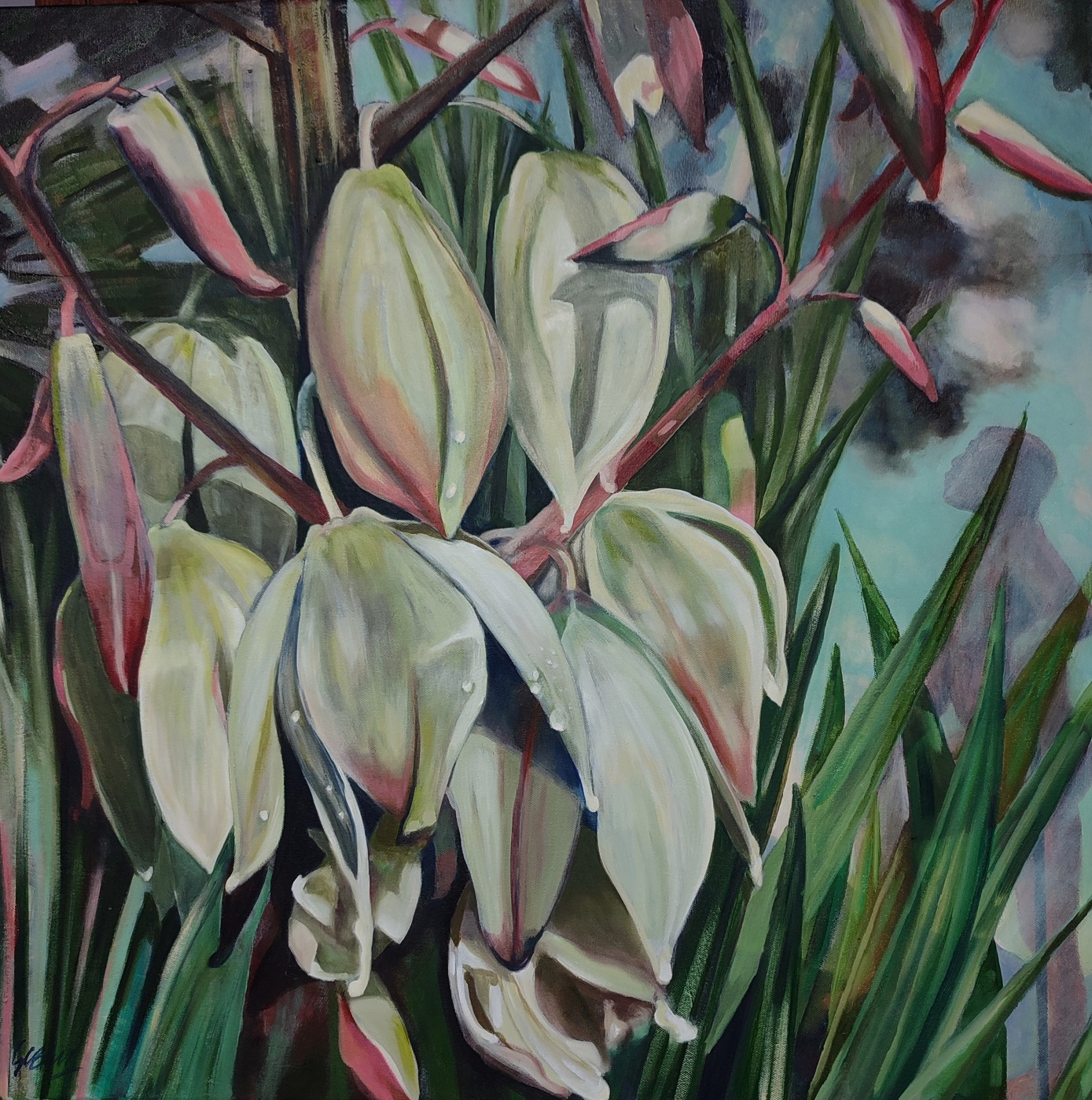 Yucca