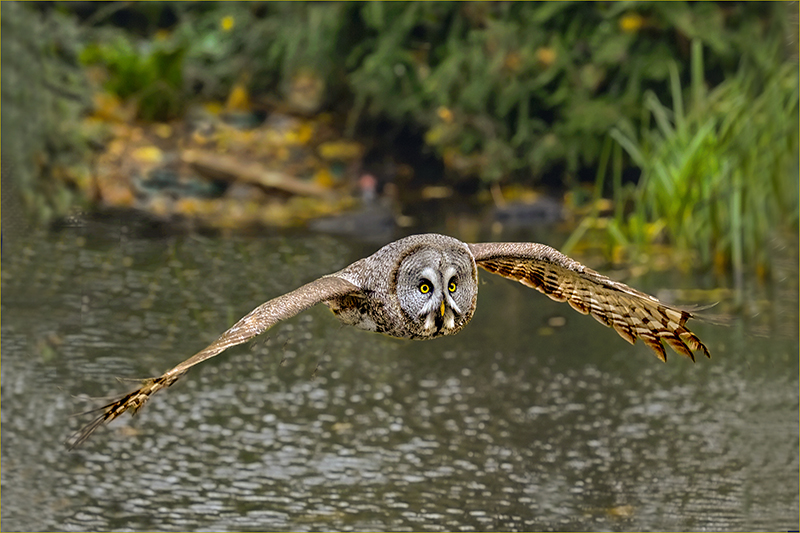Silent Hunting (Great Grey Owl Strix nebulosa) by Barrie Brown