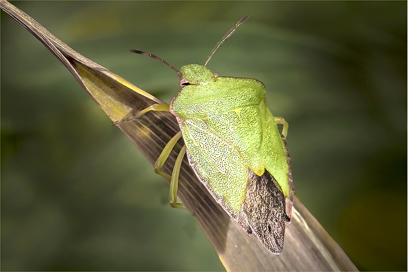 Common Green Shieldbug (Palomena prasina) basking by Barrie Brown