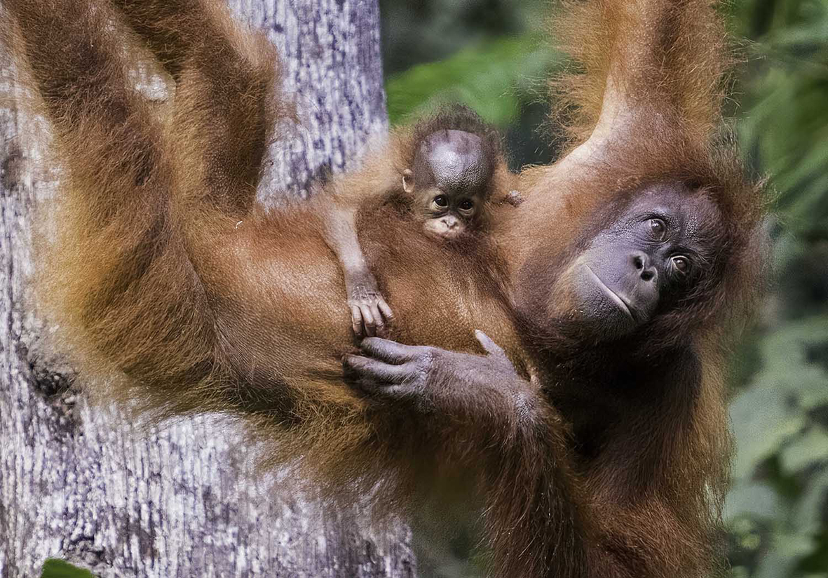 Orangutan of Borneo by Andrew Ridley