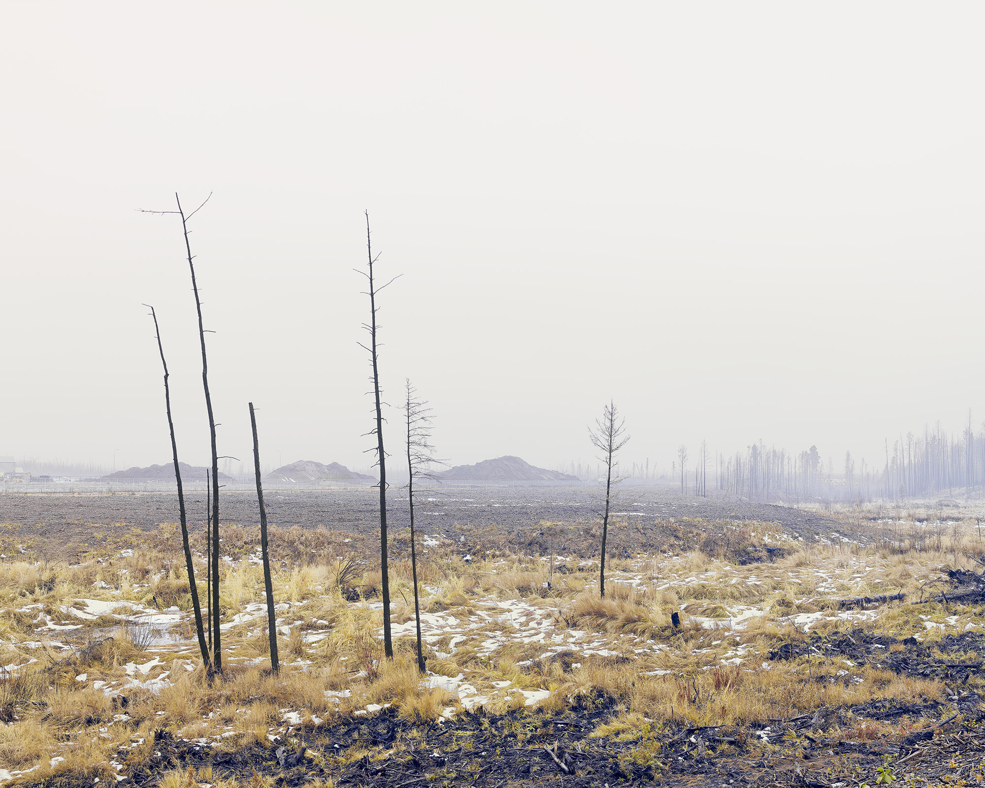 photograph of burned trees