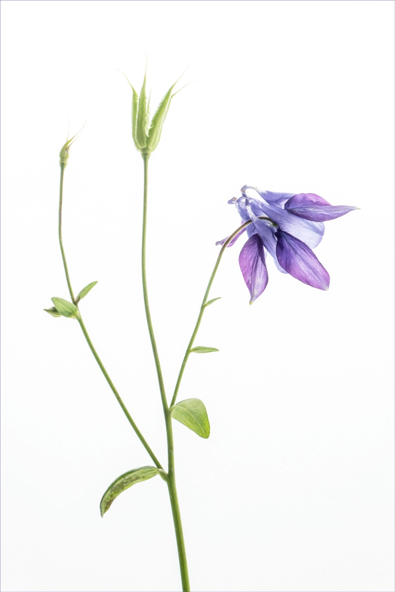 Charlotte Mann - Purple Aquilegia