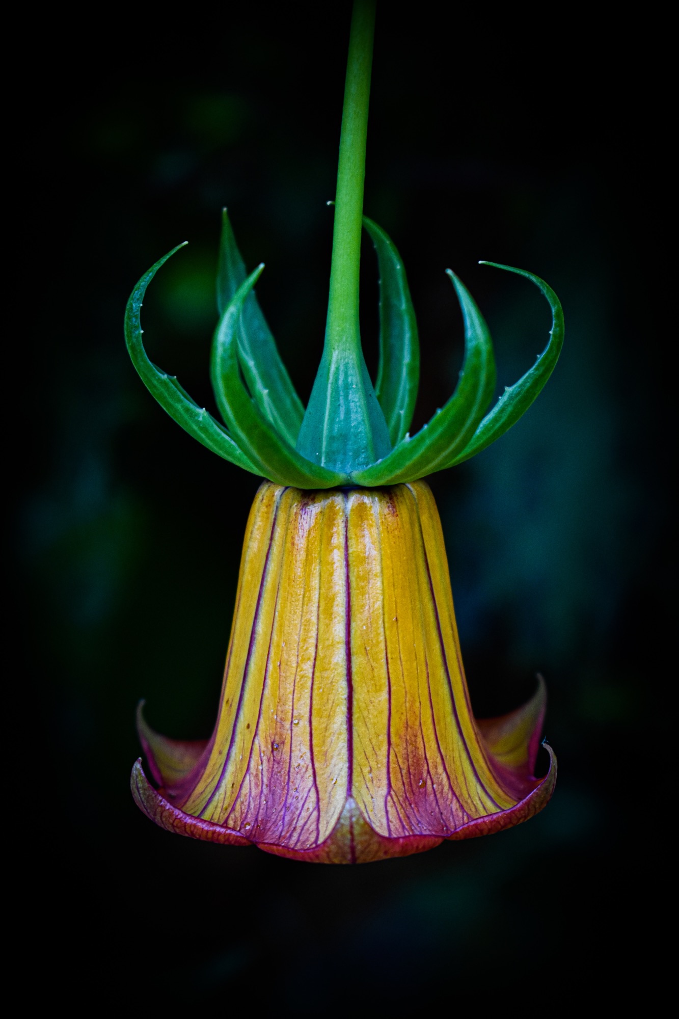 Kerry Hunter - Canary Island Bellflower