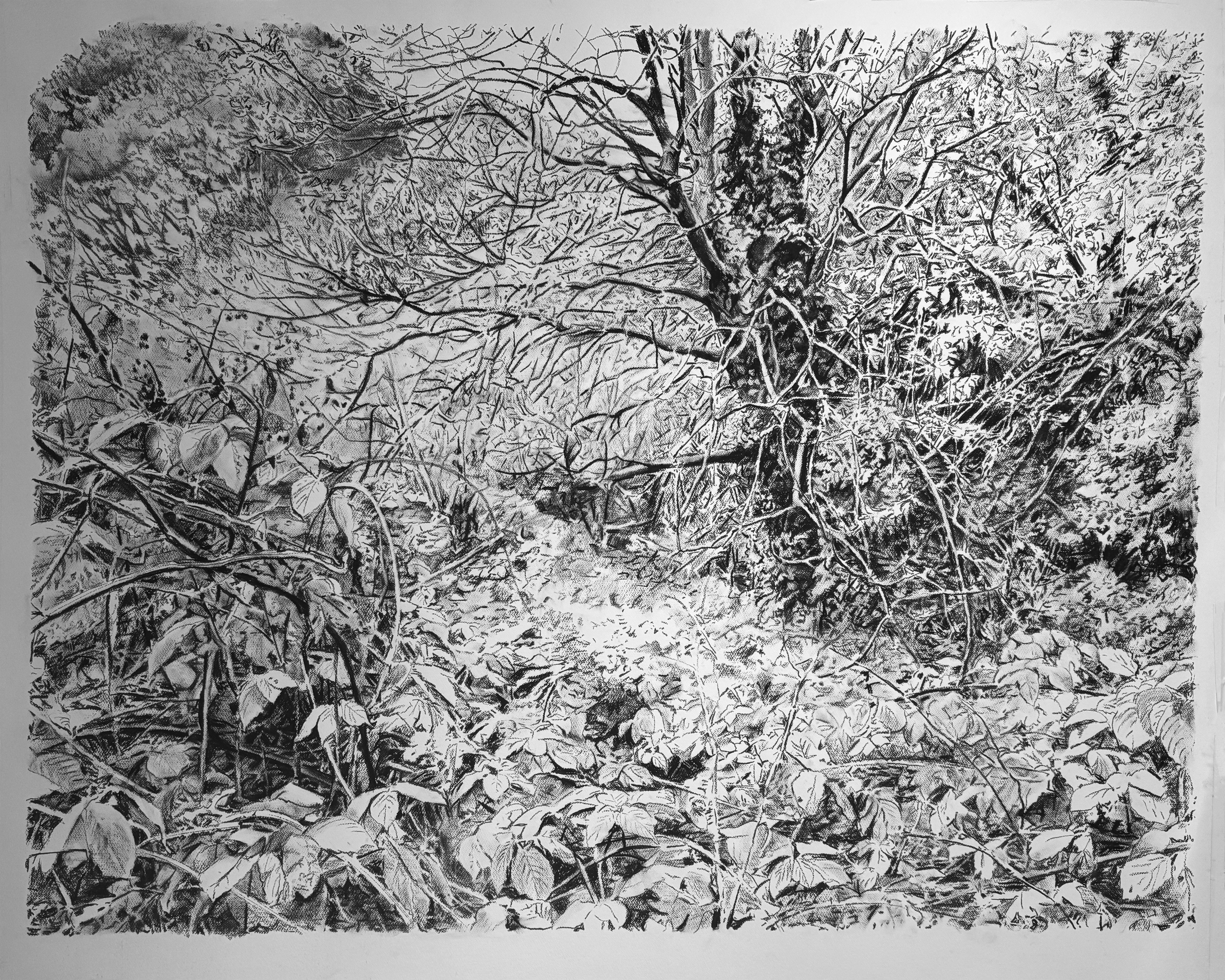 Charcoal drawing of Hampstead by Susanna Burton