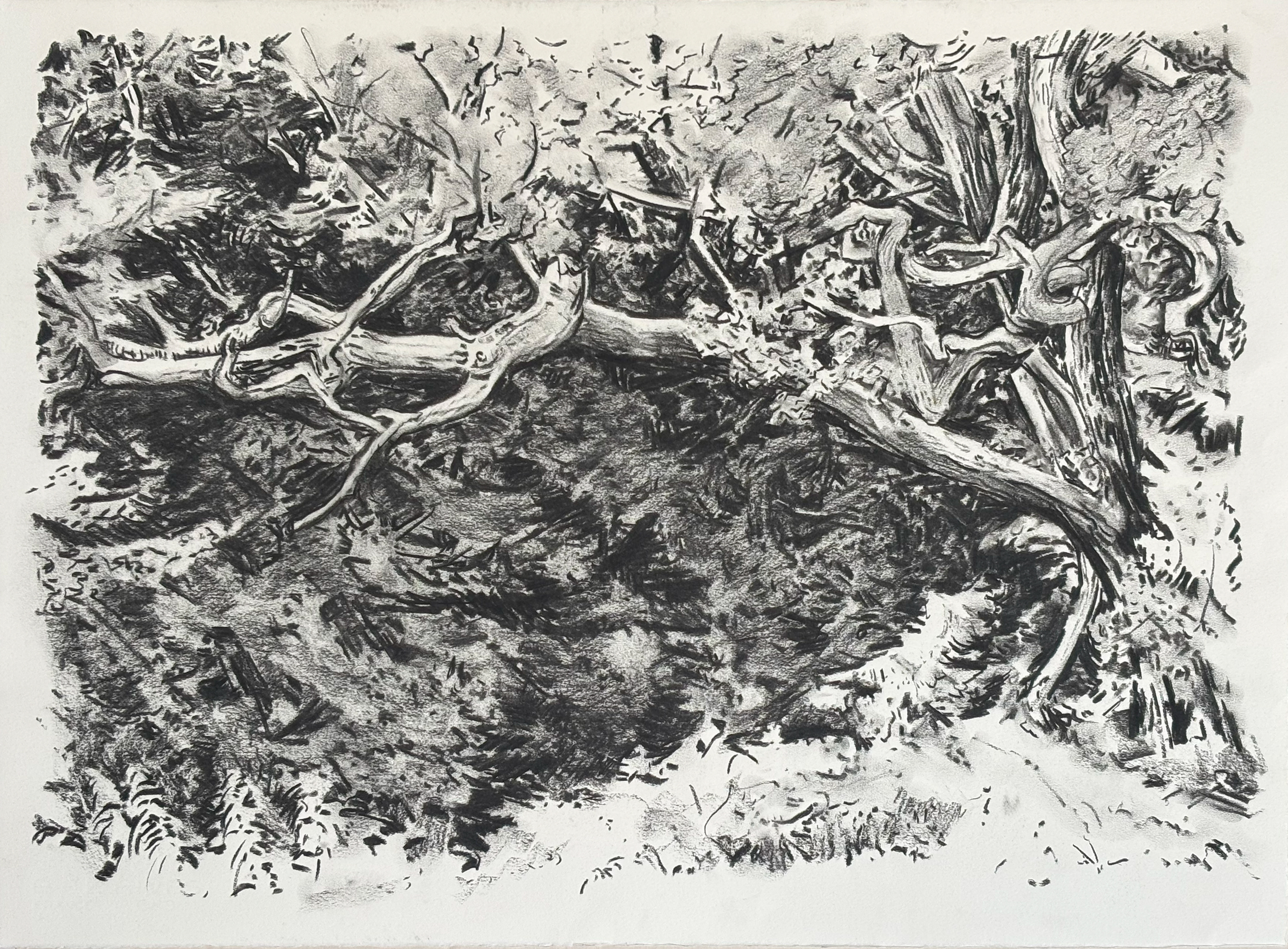 Charcoal drawing of Hampstead by Susanna Burton