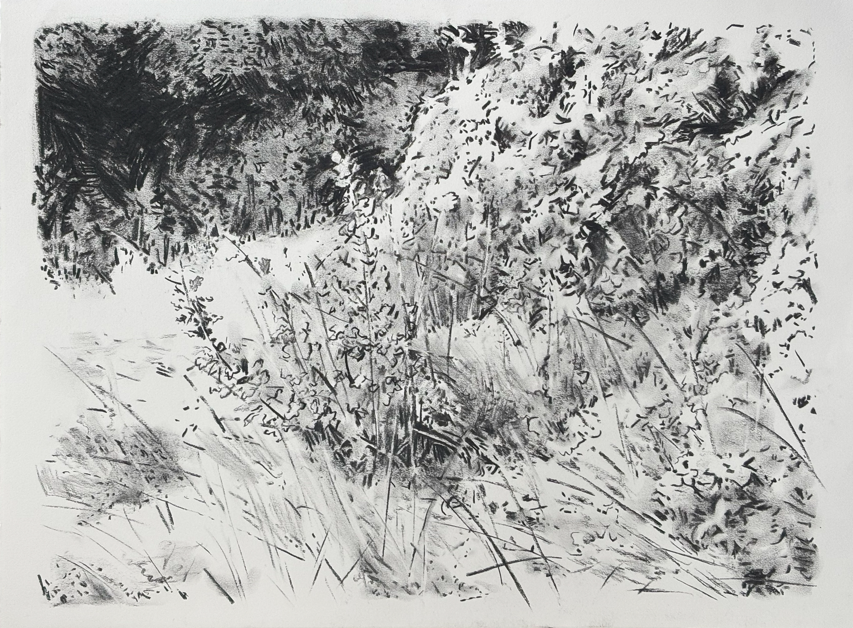 Charcoal drawing of Hampstead by Susanna Burton