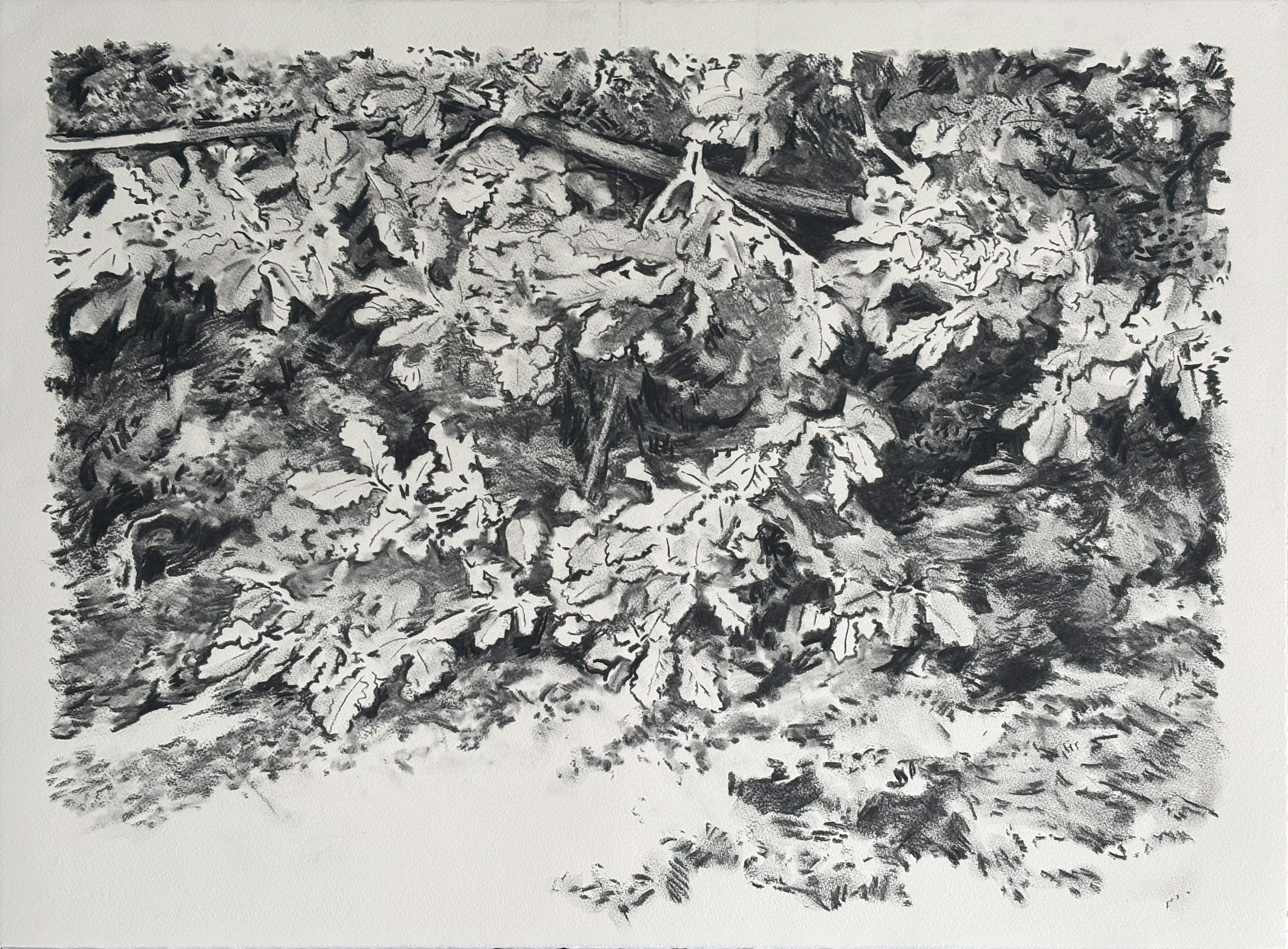 Charcoal drawing of Hampstead by Susanna Burton