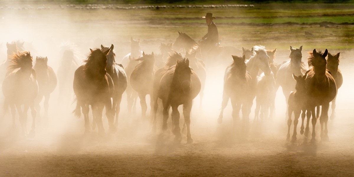 photograph of horses cantering