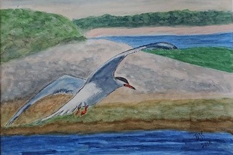 Seagull by Brenda