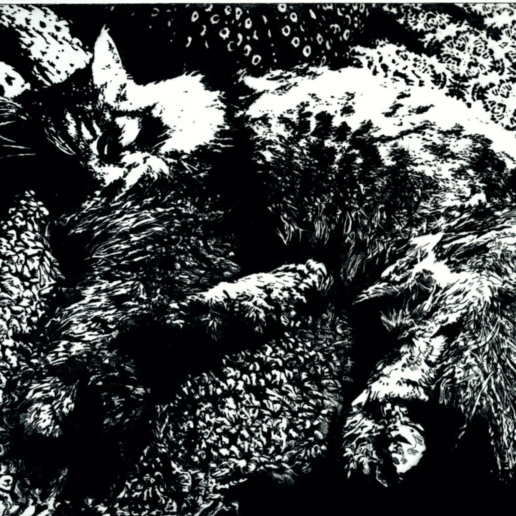 Black and white image of a sleeping cat