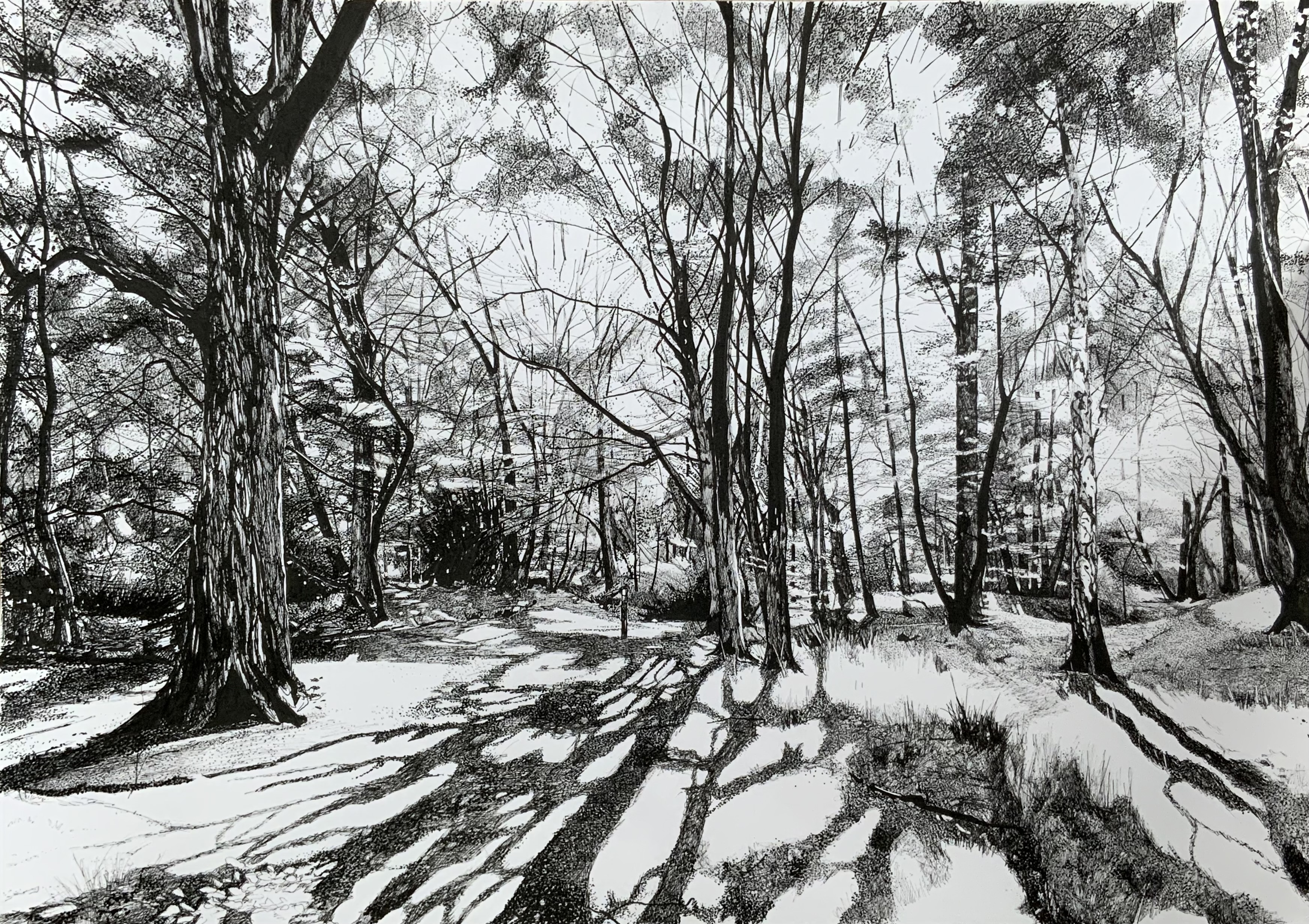 Black and white image of woodland