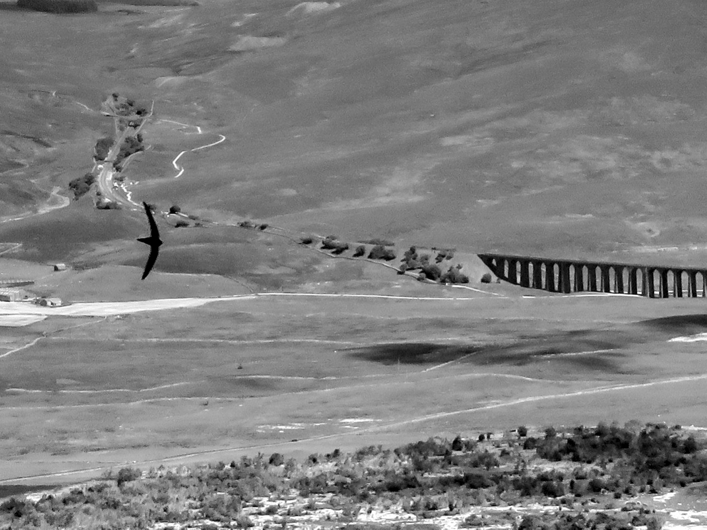 Black and white image of a landscape with a bird flying in the middle