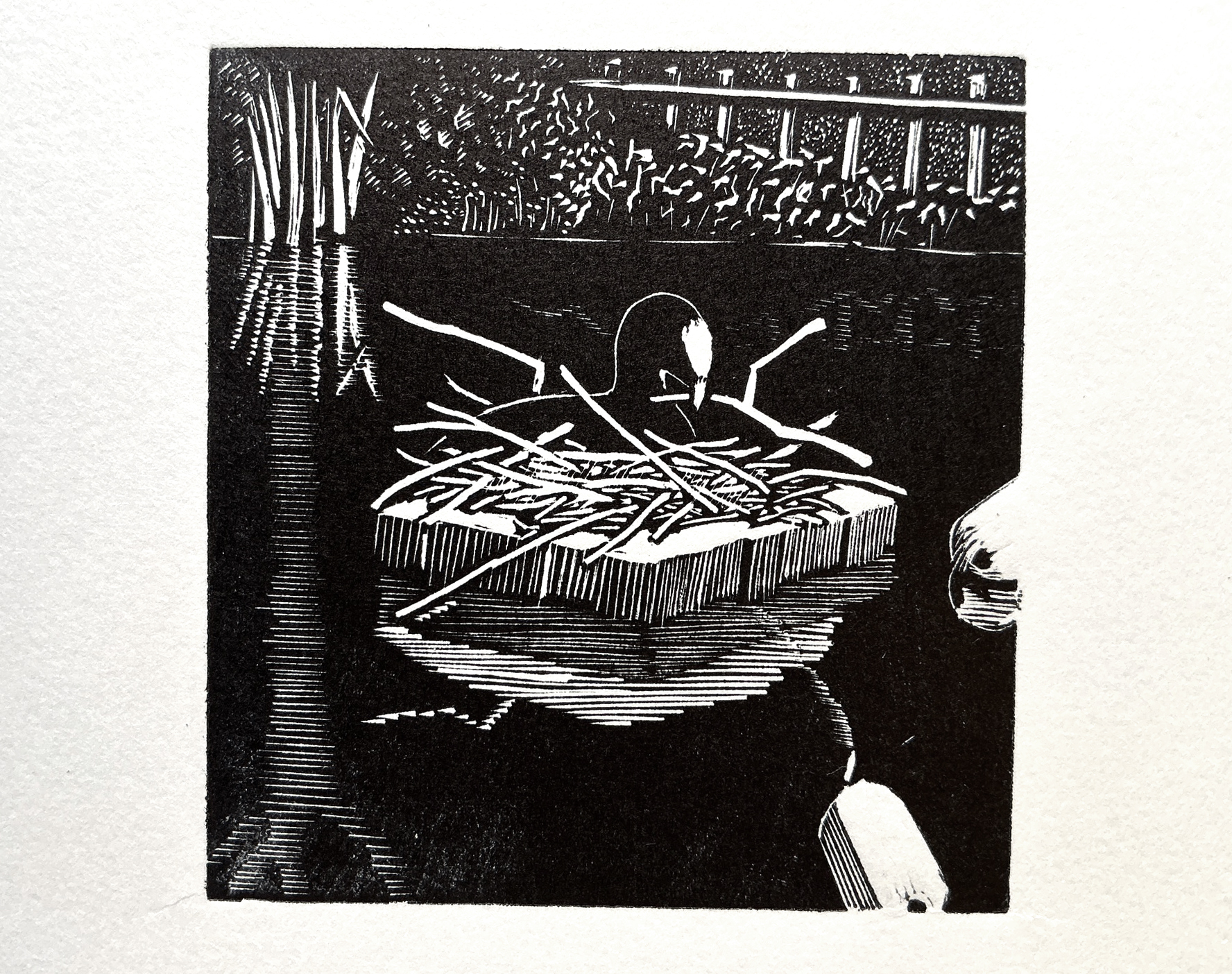 Black and white artwork of a duck floating in a pond