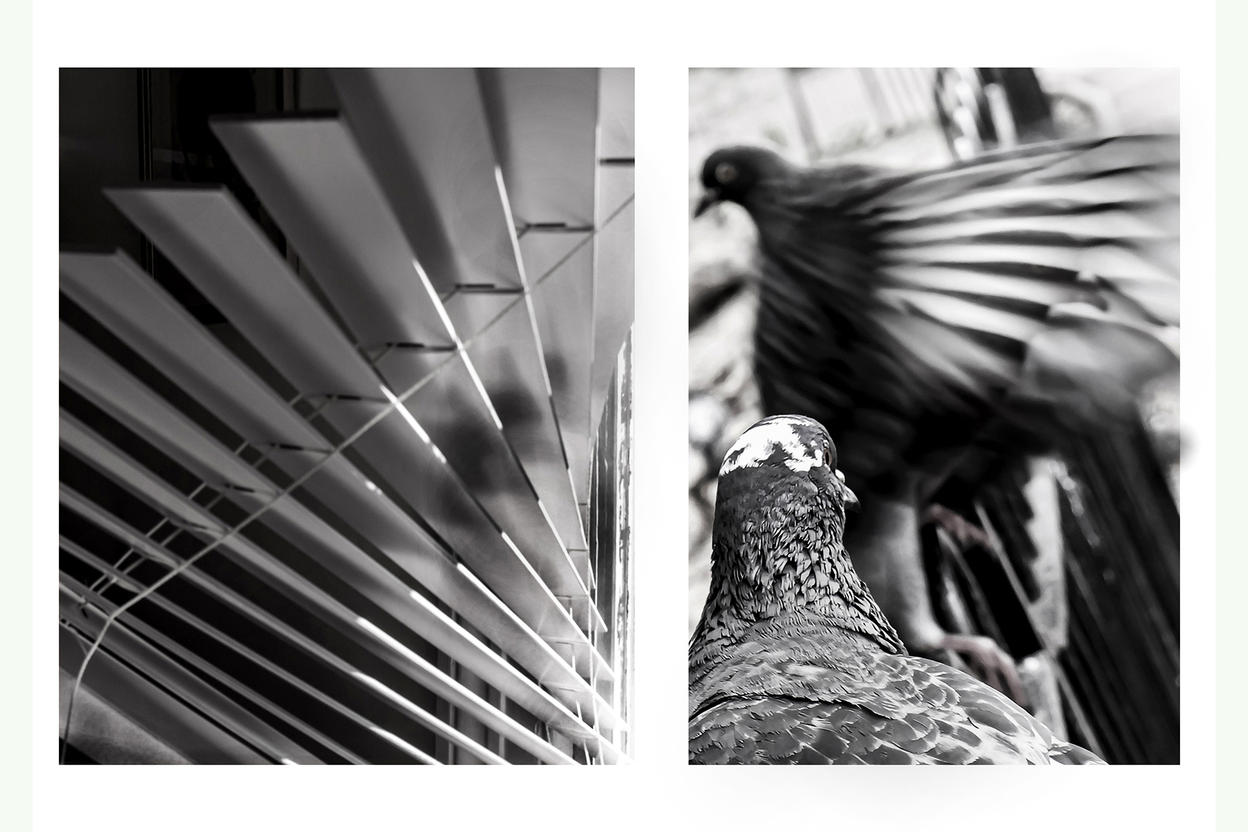 Side by side photos of window blinds and a pigeon