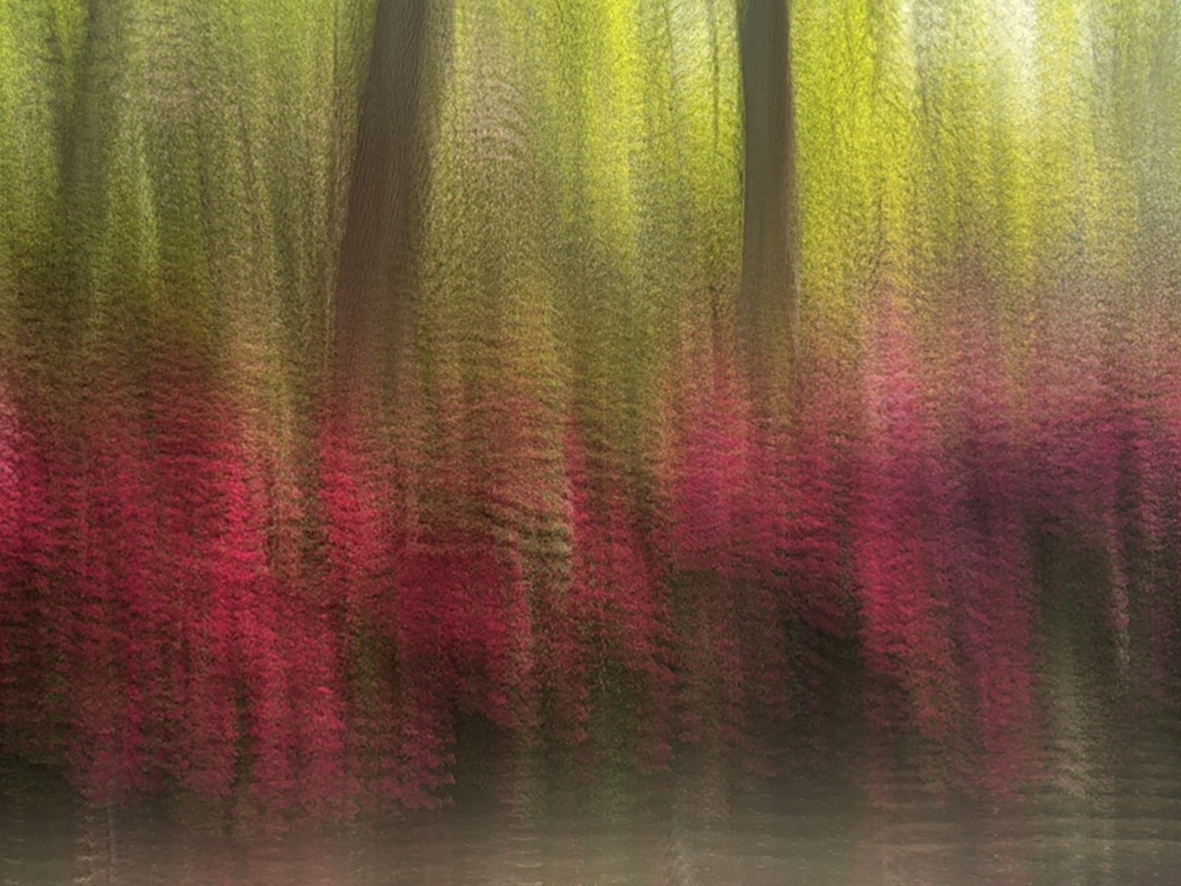 'Isabella Plantation'