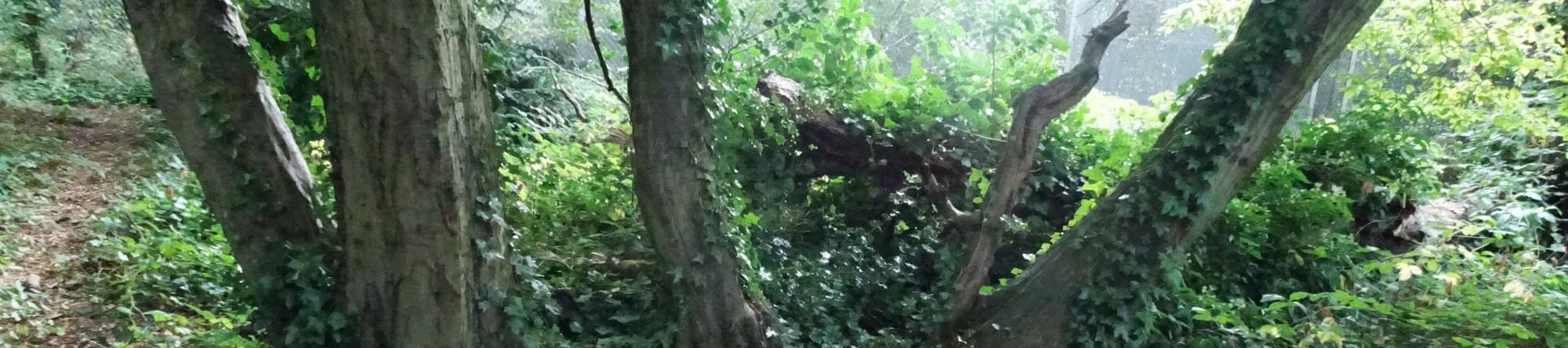 Ancient hornbeam stool in Highgate Wood