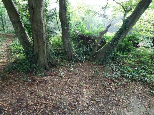 Ancient hornbeam stool in Highgate Wood